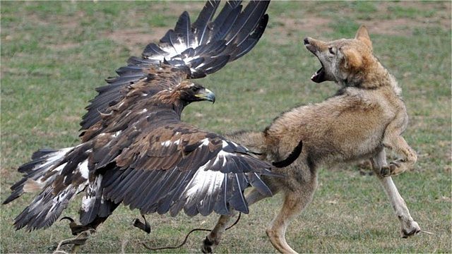 两只老鹰同时盯上一只狼，下一秒狼分分钟被活捉！镜头拍下全过程