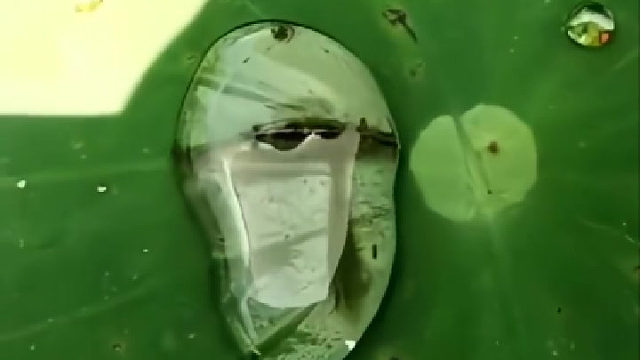 神奇的大自然…