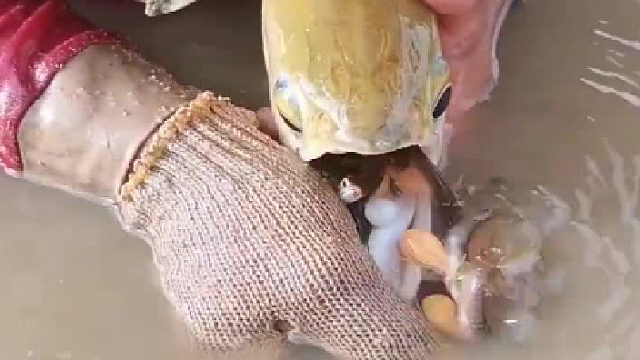 金龙鱼繁殖下崽，母鱼产卵后由公鱼含嘴里孵化，期间不吃一口东