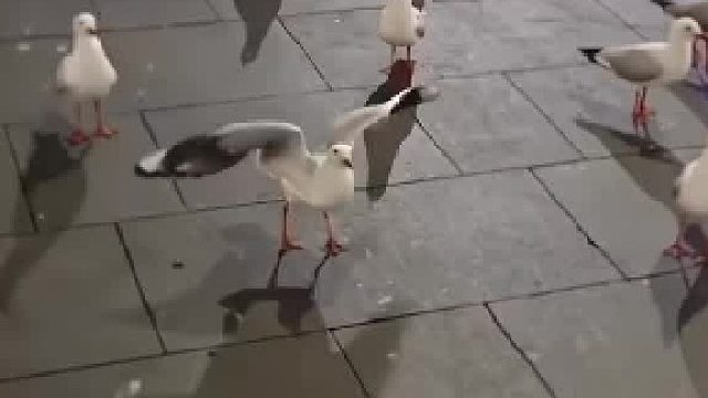 你个骗子！连鸟都不放过