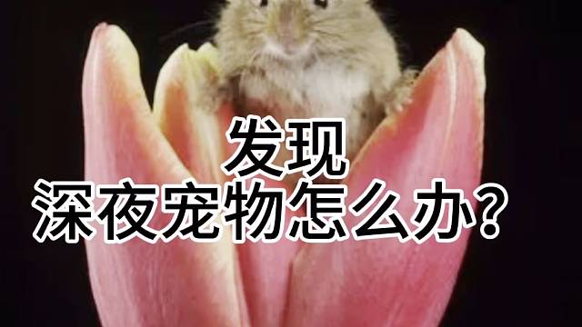 给老鼠安排的密室