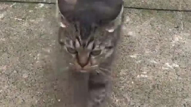男子楼下喂流浪猫，被楼上自家猫逮个正着，自家猫咪：你让我感到恶心