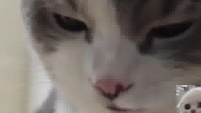 好奇猫咪不小心偷喝到中药，尝完之后…