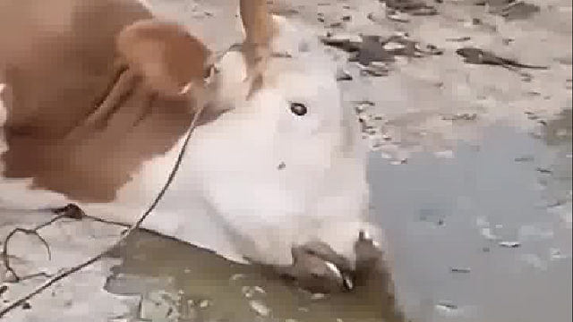 无良商家为赚钱给牛注水，害惨了牛买家也亏死了