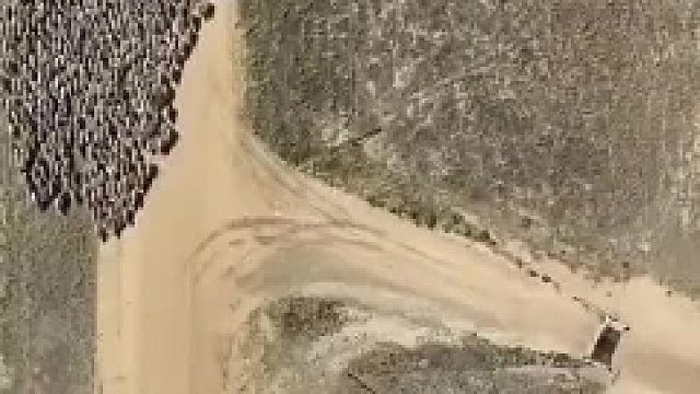 牧羊犬确实能极大的降低牧羊人的工作量，作用不可替代