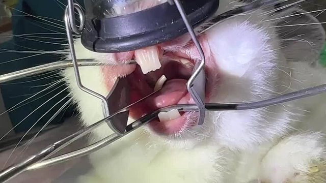 第一次见给兔子拔牙