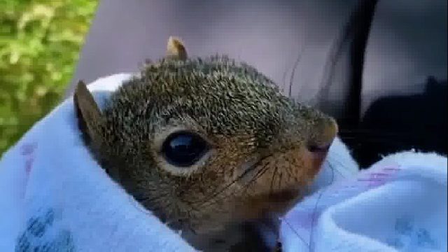 落水的小松鼠奄奄一息，紧要关头小姐姐一招还魂，痊愈后成家里常客