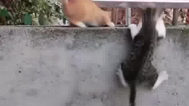 猫：一失足成… 成 成帅气哈基米