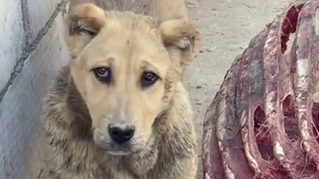 究竟是狮子出了轨还是狗子劈了腿？