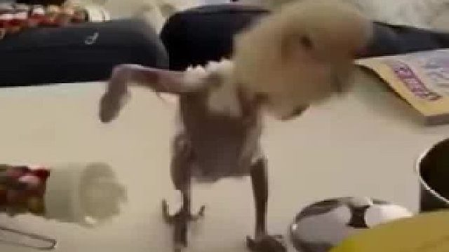 当主人给鹦鹉剃光翅膀以后，意外解锁了它的舞蹈天赋