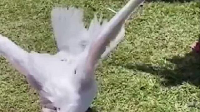 鸥坚强 海鸥脖子上伤口深可见骨吞下薯条从颈部漏出,再次吞下引人心碎