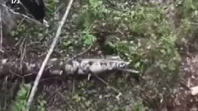熊大熊二玩耍打闹间，爬上了一棵正好树上有两个人，一瞬间双方都懵了