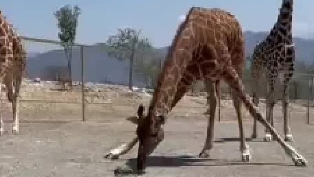 当乌龟误入长颈鹿的地盘，看把长颈鹿给急的