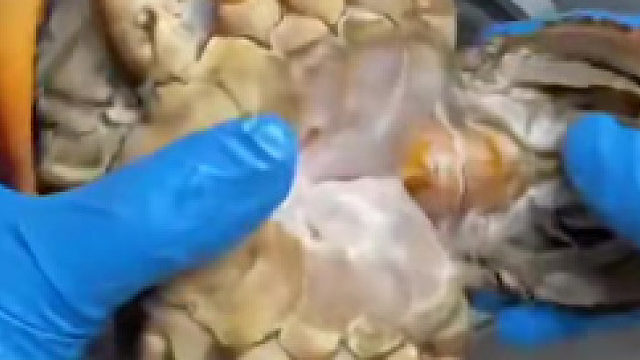 这是什么螃蟹。