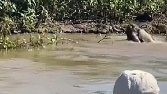 顶级猎食者，一招制敌