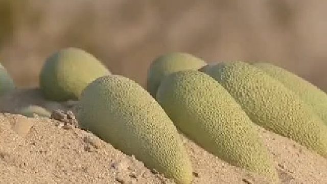 它的蛋为什么那么干净没有屎？