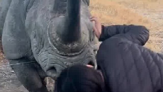 犀牛的两只大角像不像两把尖刀？