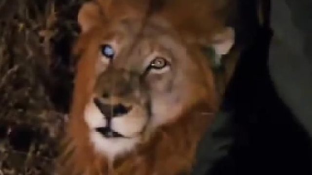 野外碰到狮子不要慌，先拍照