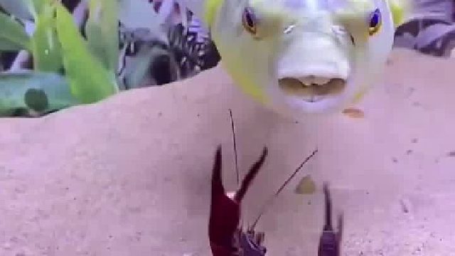 就那么一下，虾尾的肉就没了