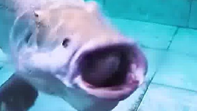 鳄雀鳝吞食猎物太快了，迅雷不及掩耳盗铃……