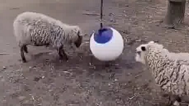 给羊羊们无趣的生活，增加一点快乐……