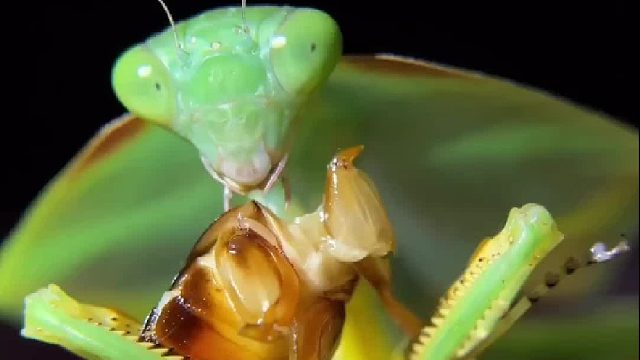 螳螂吃蟑螂，看起来很好吃