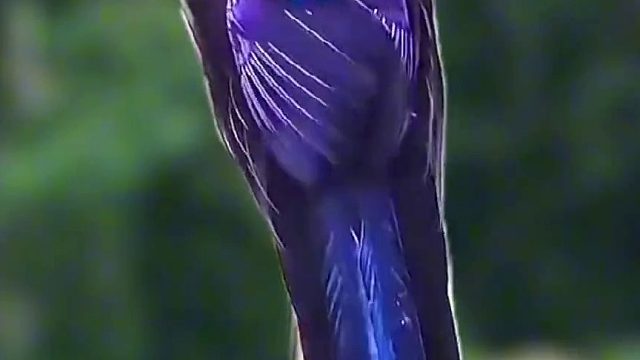 应该是一种舞蹈