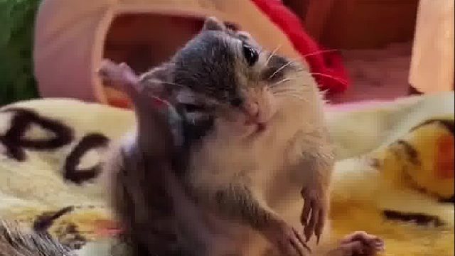 小姐姐从猫咪嘴里救出花栗鼠，熟悉后成为了一家人