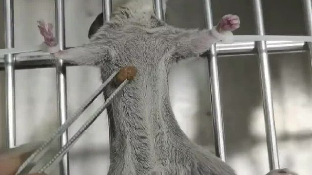 不吃饭就给你绑起来强喂