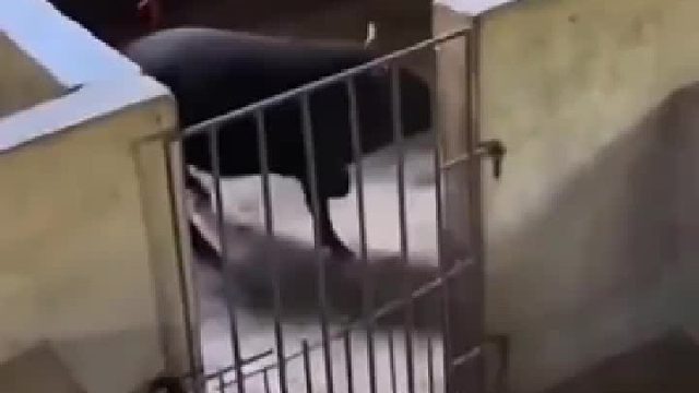 二师兄的腿脚比国足强