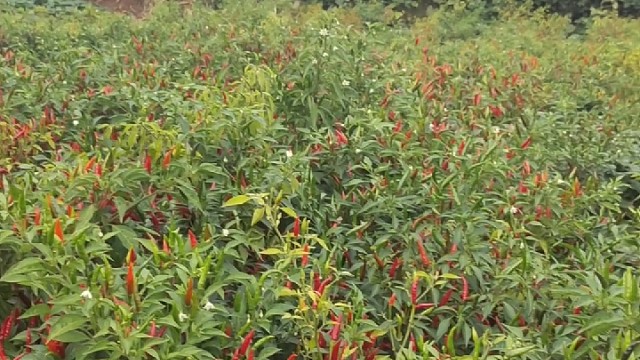 玉米1.50一斤，辣椒快熟了