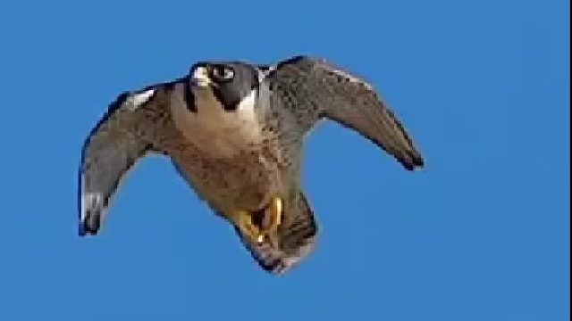 据说B2就是模仿它