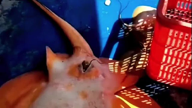 魔鬼鱼在渔船上生宝宝，渔民兄弟热情接生。