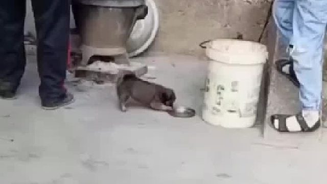 男孩刚剥好的鸡蛋还没吃掉地上，被小狗快速捡漏。