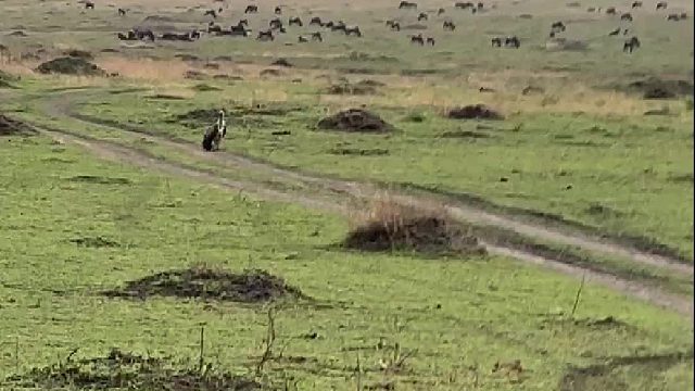 宁吃飞禽四两，不食走兽半斤，你不懂吗？