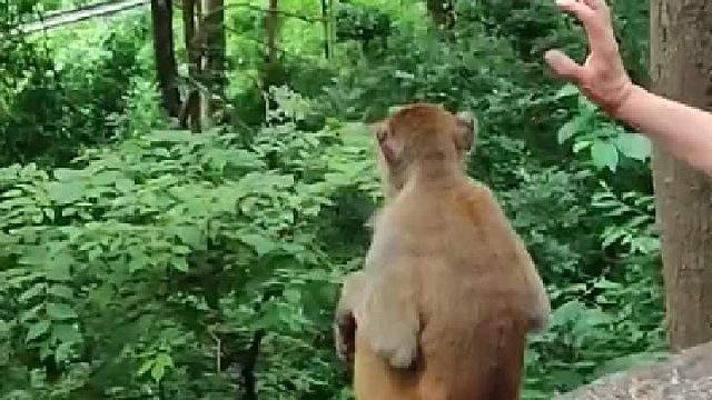 这个猴子被吓的