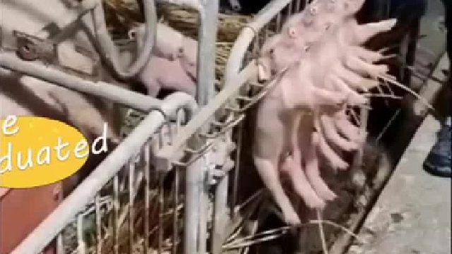 主人将小猪崽整整齐齐排挂在猪栏边上