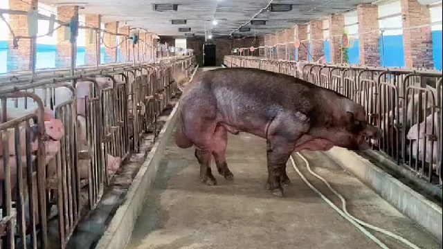 总感觉这女的在发泄一种莫名情绪！