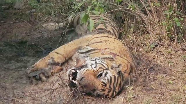 老虎被毒蛇攻击，工作人员赶到后，一切都晚了