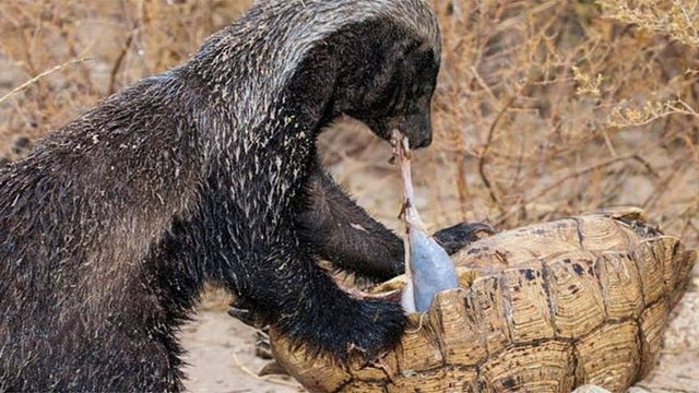 乌龟最致命的“天敌”，如果遇到这种动物，连龟壳都能吃完