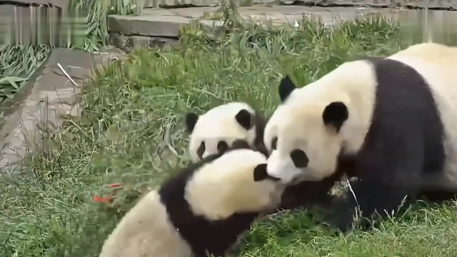 硬核带娃的滚滚团子们