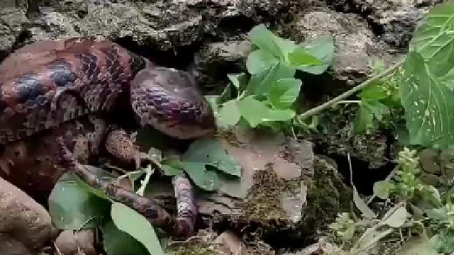 听没听过贪心不足蛇吞象