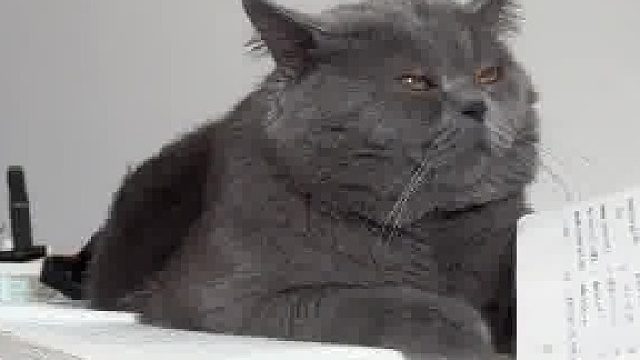 一只桀骜不驯又身世坎坷的猫，是在思念前主人，还是纠结于自己坎坷的喵生