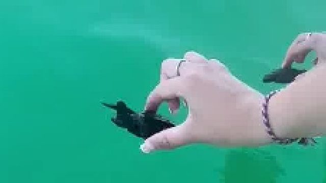 乌龟：我还不会游泳啊