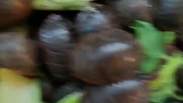 长春土鳖虫养殖