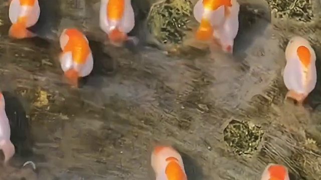 “小猪鱼”东摇西摆