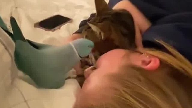 和猫咪一起长大的鹦鹉，会变成什么样呢？果然不出我所料……