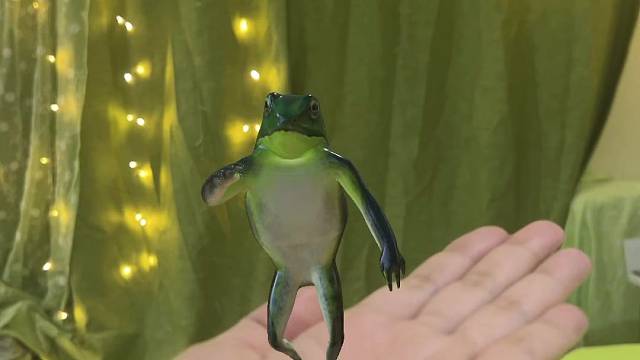 解压放松的跳舞蛙