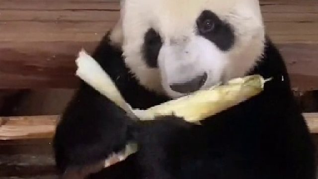 大熊猫到底有多挑食