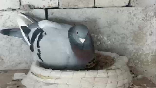 是蛇出了轨，还是鸽子劈了腿。